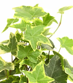 Dehner Grünpflanzen > Efeu - Hedera helix, verschiedene Sorten