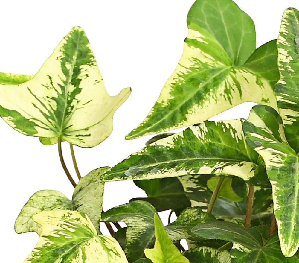 Dehner Grünpflanzen - Efeu - Hedera helix, verschiedene Sorten