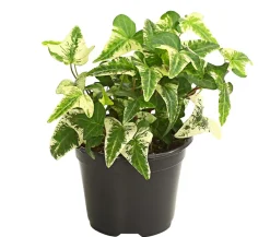 Dehner Grünpflanzen - Efeu - Hedera helix, verschiedene Sorten