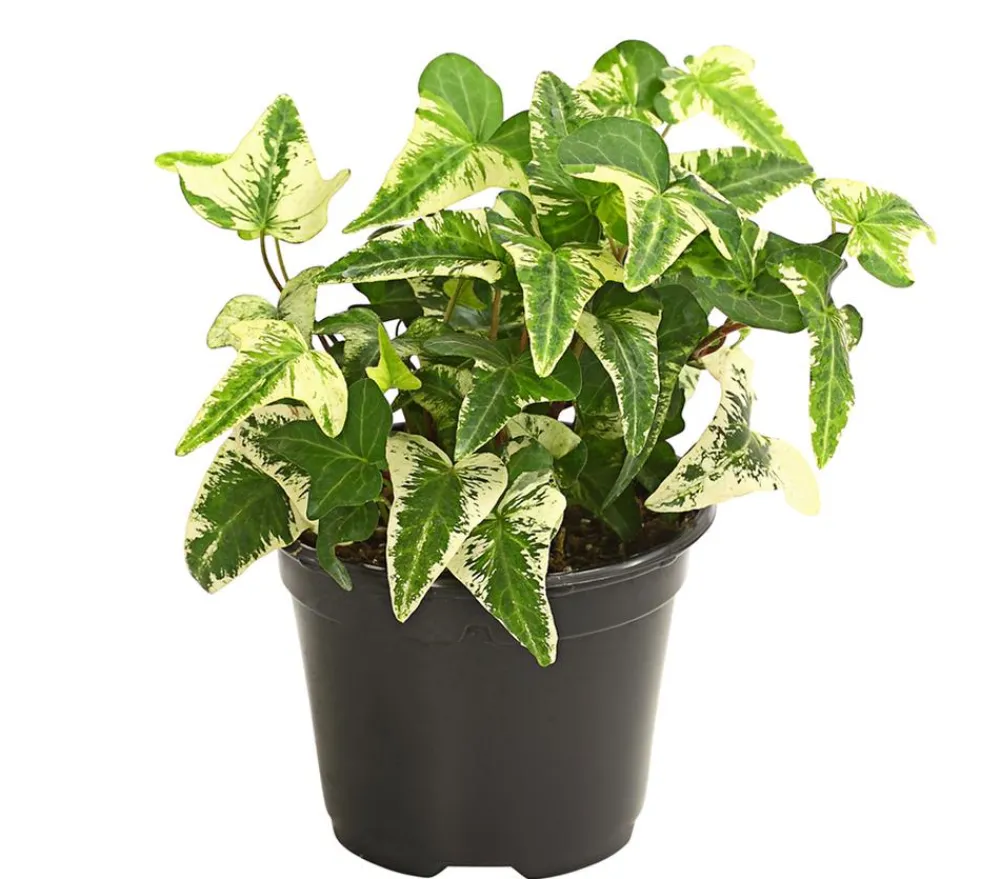 Dehner Grünpflanzen - Efeu - Hedera helix, verschiedene Sorten