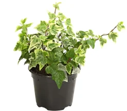 Dehner Grünpflanzen - Efeu - Hedera helix, verschiedene Sorten