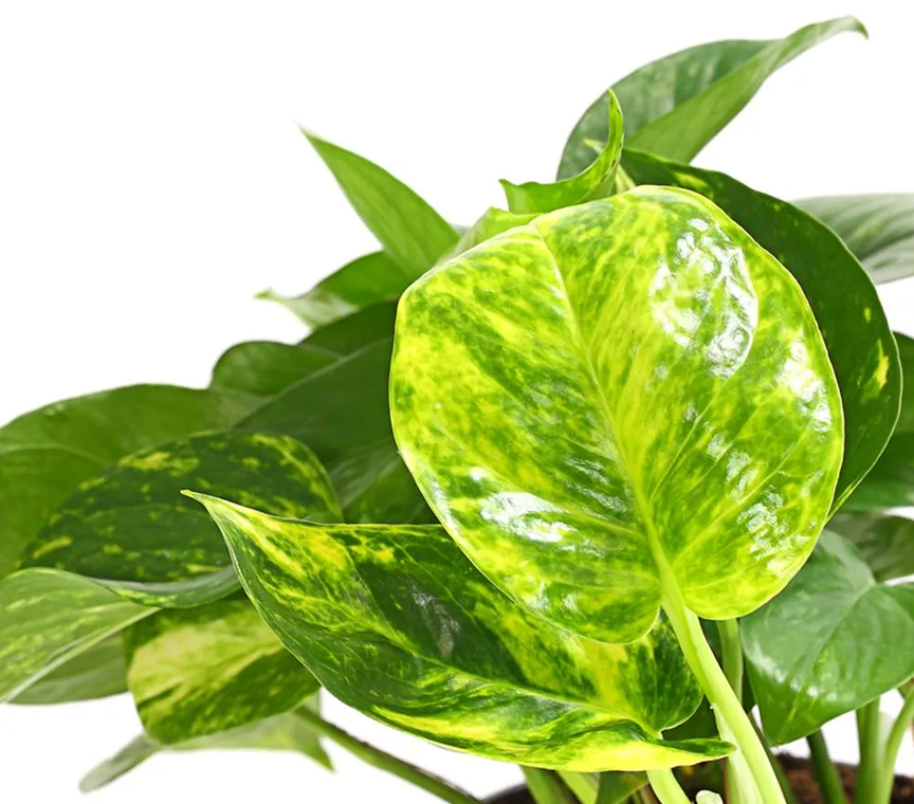 Dehner Grünpflanzen > Efeutute - Epipremnum aureum