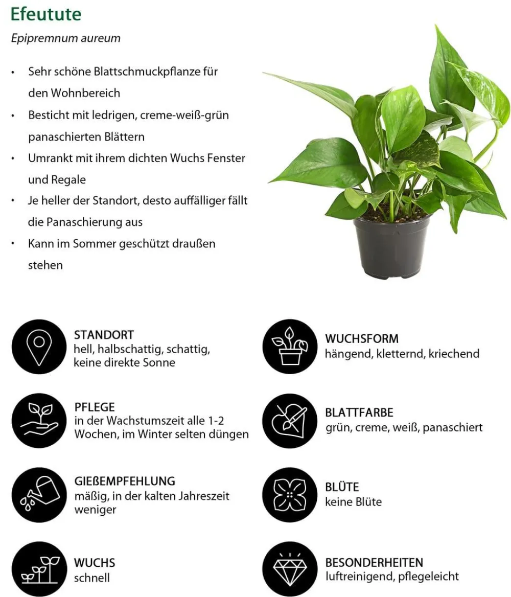 Dehner Grünpflanzen > Efeutute - Epipremnum aureum