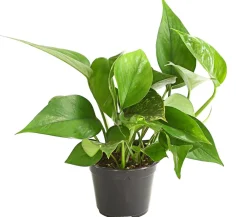 Dehner Grünpflanzen > Efeutute - Epipremnum aureum