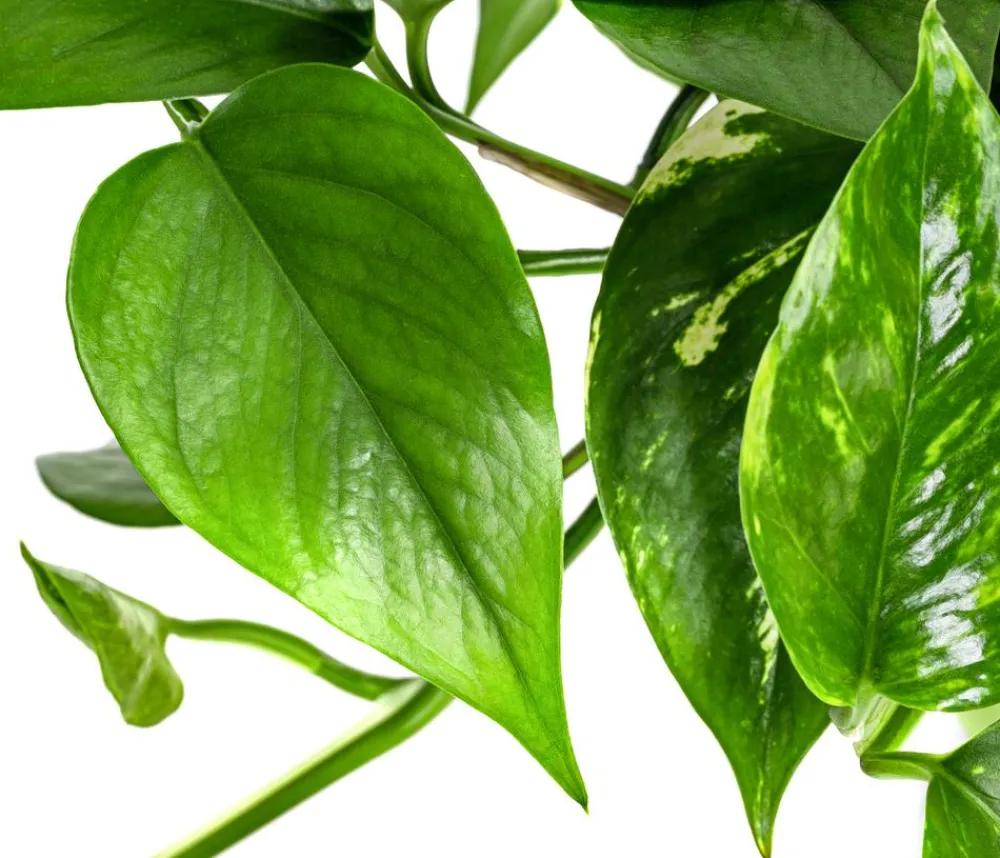 Dehner Efeutute - Epipremnum aureum