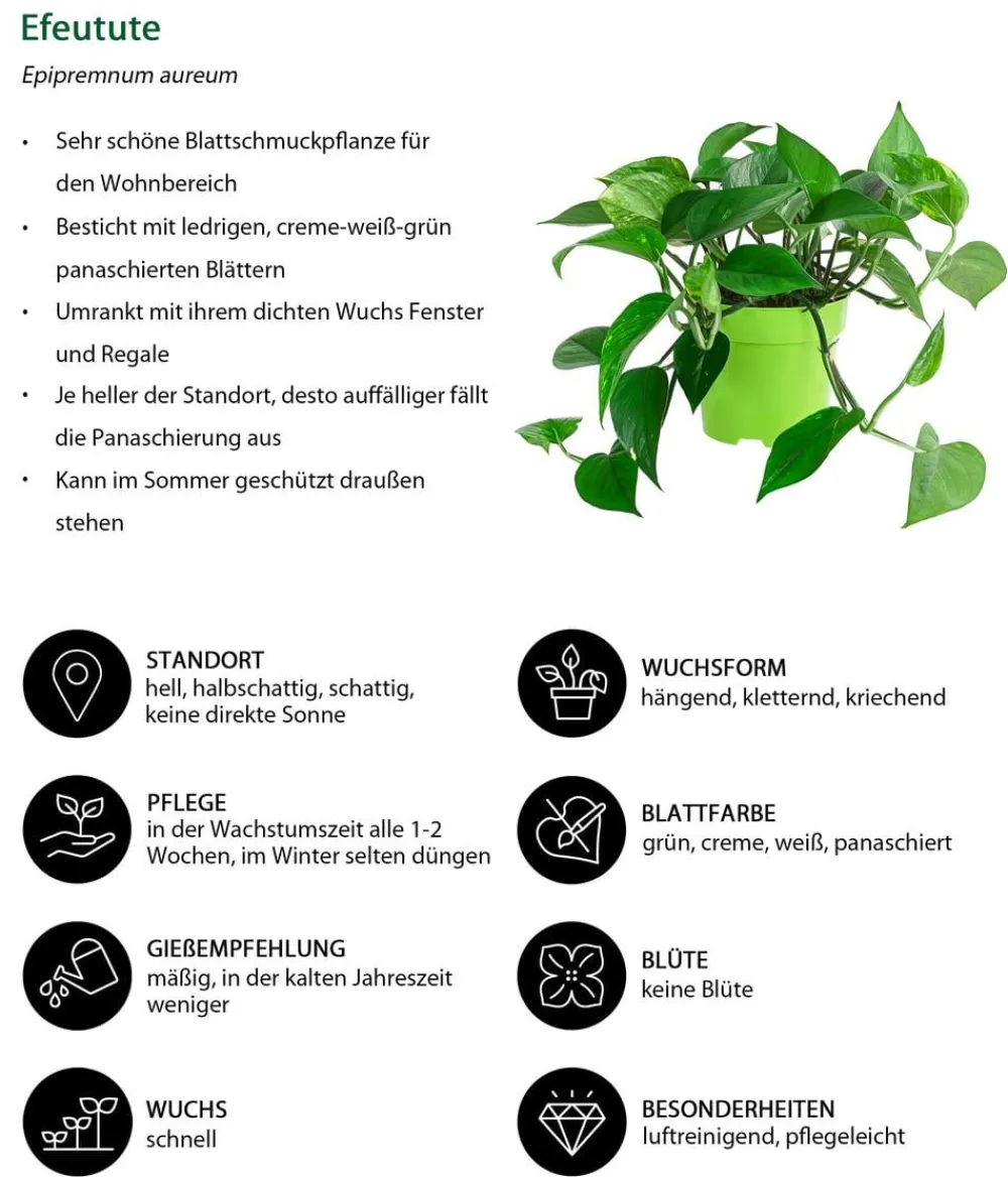 Dehner Efeutute - Epipremnum aureum