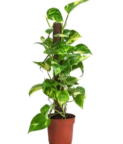 Dehner Efeutute - Epipremnum aureum am Kratistestab Best