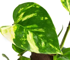 Dehner Efeutute - Epipremnum aureum am Kratistestab Best