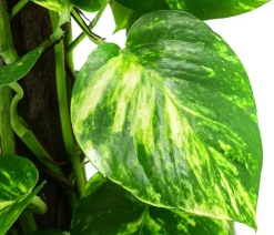 Dehner Grünpflanzen - Efeutute - Epipremnum aureum am Kratistestab