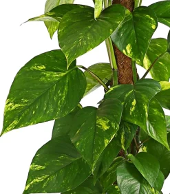 Dehner Grünpflanzen|Solitärpflanzen > Efeutute - Epipremnum aureum am Moosstab