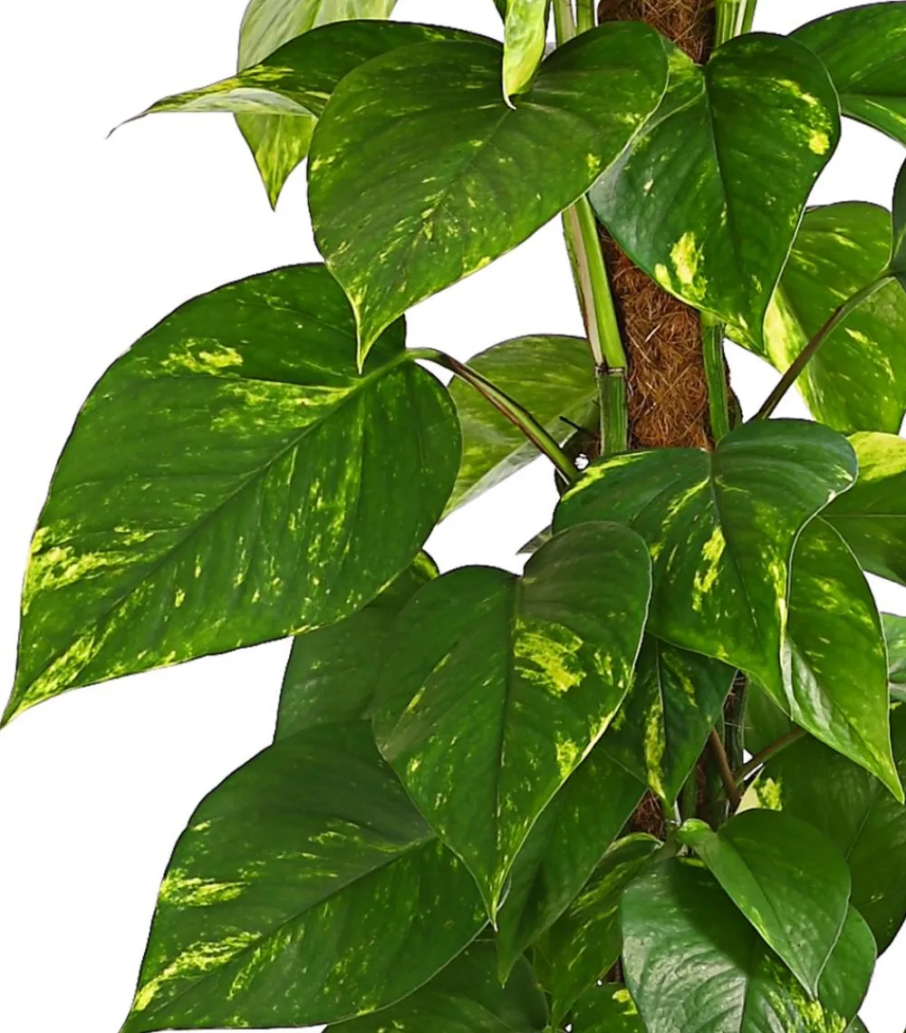 Dehner Grünpflanzen|Solitärpflanzen > Efeutute - Epipremnum aureum am Moosstab