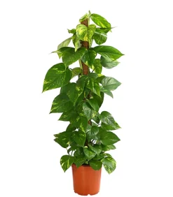 Dehner Grünpflanzen|Solitärpflanzen > Efeutute - Epipremnum aureum am Moosstab