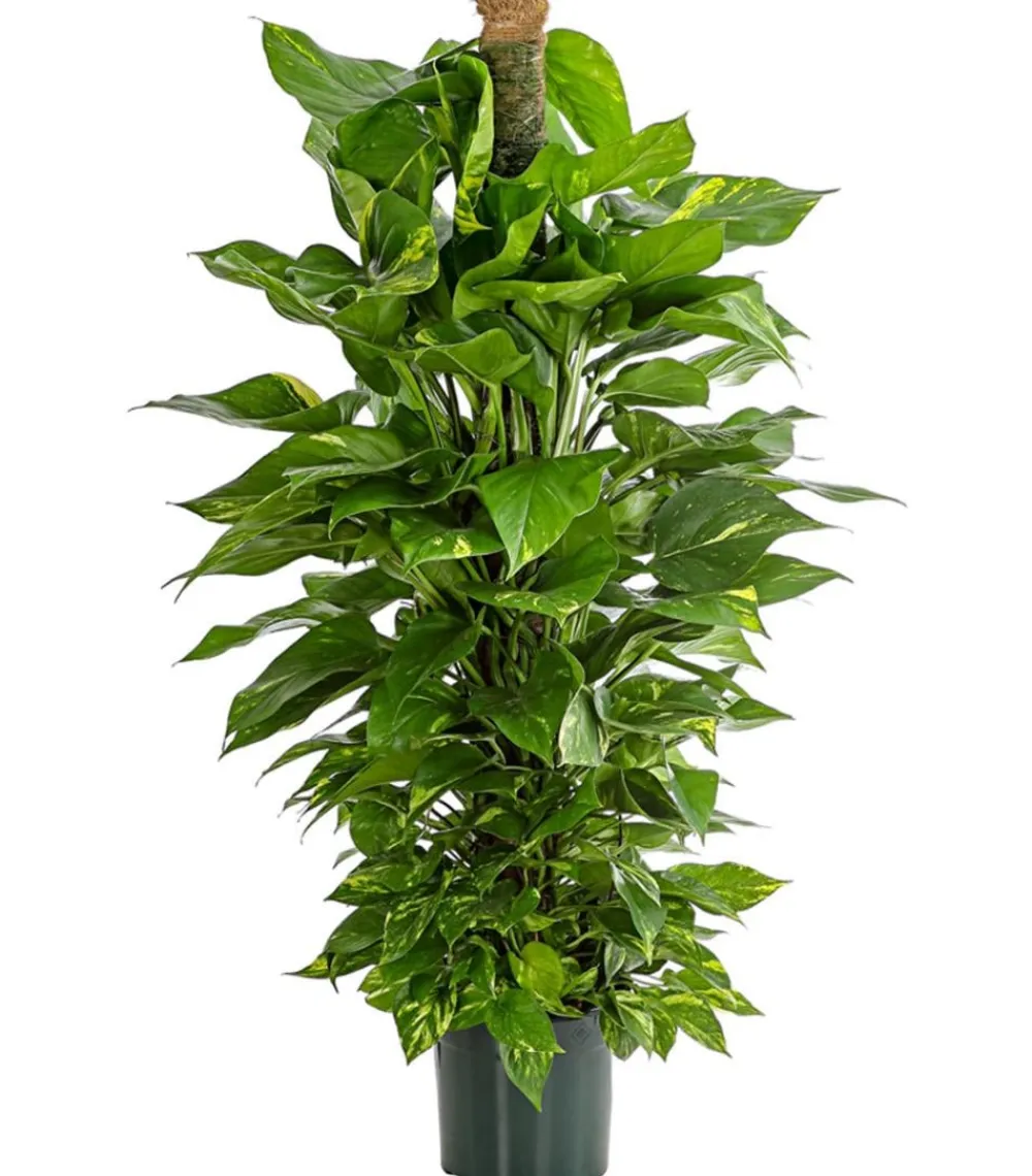 Dehner Grünpflanzen|Solitärpflanzen > Efeutute - Epipremnum aureum am Moosstab