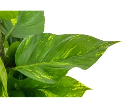Dehner Grünpflanzen|Solitärpflanzen > Efeutute - Epipremnum aureum am Moosstab