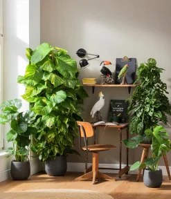 Dehner Grünpflanzen|Solitärpflanzen > Efeutute - Epipremnum aureum am Moosstab