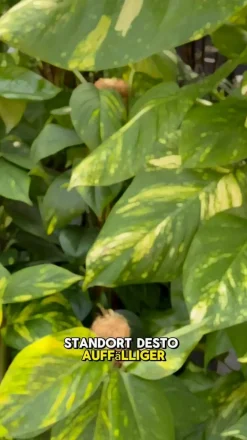 Dehner Efeutute - Epipremnum aureum am Moosstab Online