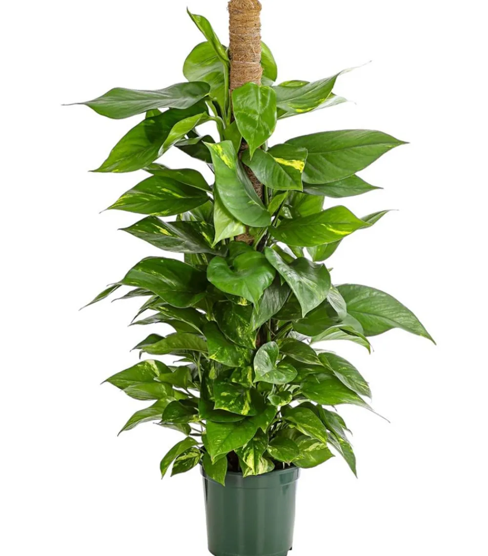 Dehner Efeutute - Epipremnum aureum am Moosstab Online