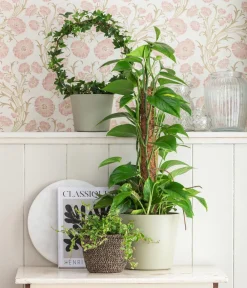 Dehner Grünpflanzen|Solitärpflanzen - Efeutute - Epipremnum aureum am Moosstab