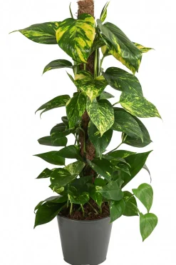 Dehner Grünpflanzen|Solitärpflanzen - Efeutute - Epipremnum aureum am Moosstab