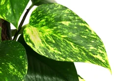 Dehner Grünpflanzen|Solitärpflanzen - Efeutute - Epipremnum aureum am Moosstab