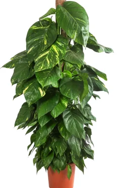 Dehner Grünpflanzen|Solitärpflanzen - Efeutute - Epipremnum aureum am Moosstab