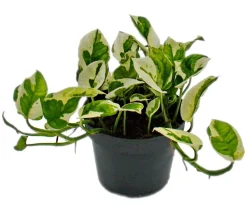 Dehner Grünpflanzen > Efeutute - Epipremnum aureum 'N'Joy'
