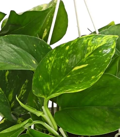Dehner Hängepflanzen|Grünpflanzen > Efeutute - Epipremnum aureum 'Torro', Ampel