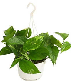 Dehner Hängepflanzen|Grünpflanzen > Efeutute - Epipremnum aureum 'Torro', Ampel