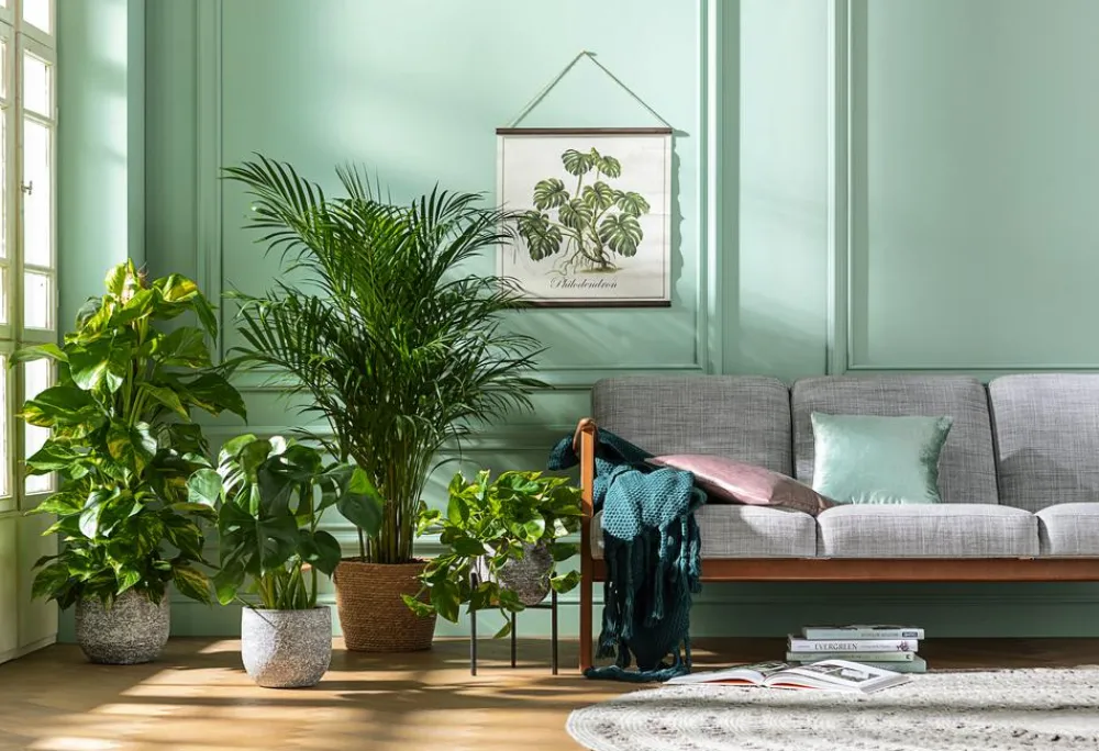Dehner Hängepflanzen|Grünpflanzen > Efeutute - Epipremnum aureum 'Torro', Ampel
