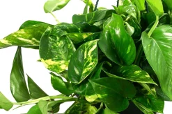 Dehner Hängepflanzen|Grünpflanzen > Efeutute - Epipremnum aureum 'Torro', Ampel