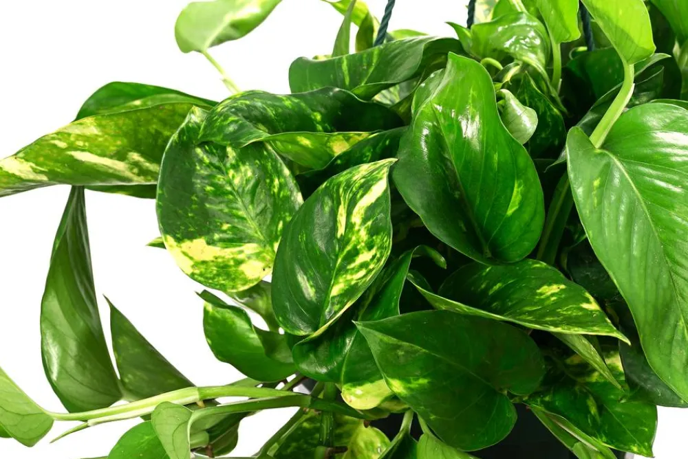 Dehner Hängepflanzen|Grünpflanzen > Efeutute - Epipremnum aureum 'Torro', Ampel