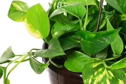 Dehner Efeutute - Epipremnum aureum 'Torro', Ampel