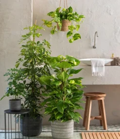 Dehner Efeutute - Epipremnum aureum 'Torro', Ampel