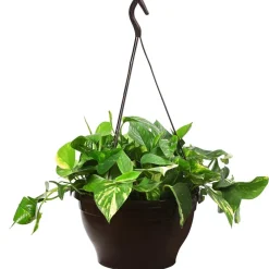 Dehner Efeutute - Epipremnum aureum 'Torro', Ampel