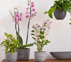 Dehner Hängepflanzen|Grünpflanzen - Efeutute - Epipremnum aureum 'Torro', Ampel