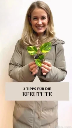 Dehner Grünpflanzen > Efeutute - Epipremnum pinnatum 'Happy Leaf'