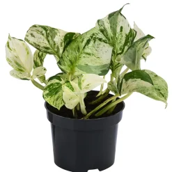 Dehner Grünpflanzen > Efeutute - Epipremnum pinnatum 'Happy Leaf'