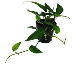 Dehner Efeutute - Epipremnum pinnatum 'Blue Form' Dunkelgrün New