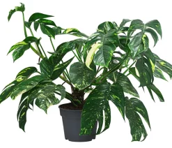 Dehner Efeutute - Epipremnum pinnatum 'Goldfinger' Outlet