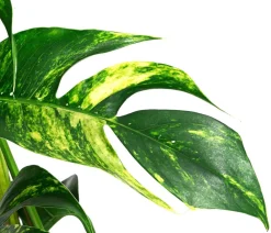 Dehner Efeutute - Epipremnum pinnatum 'Goldfinger' Outlet