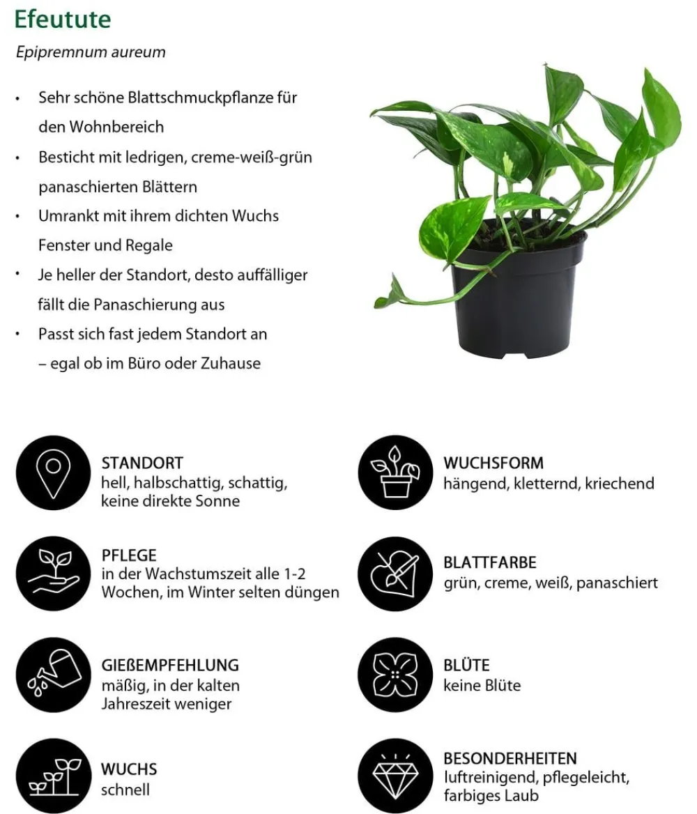 Dehner Efeututen-Set - Epipremnum, 3-teilig Best
