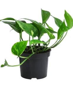Dehner Efeututen-Set - Epipremnum, 3-teilig Best