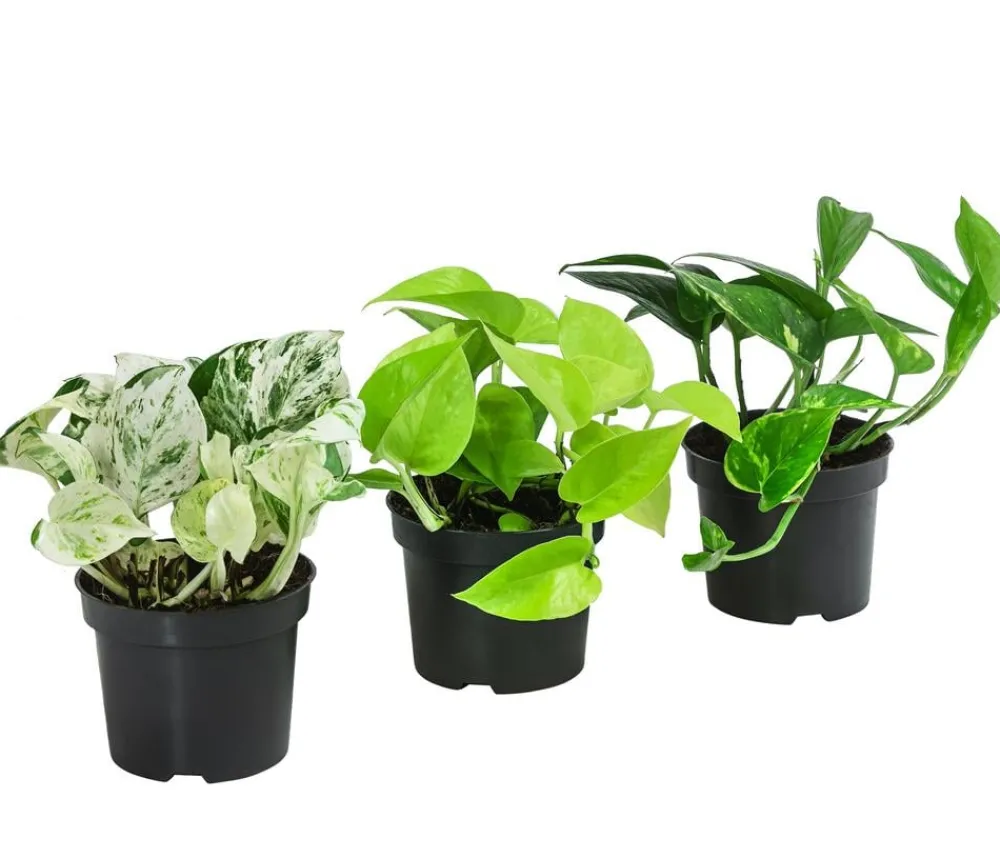 Dehner Efeututen-Set - Epipremnum, 3-teilig Best