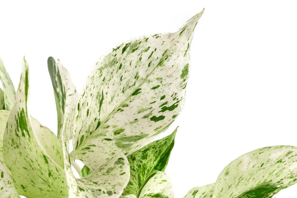 Dehner Hydropflanzen > Efeutute - Scindapsus 'Marble Queen', Hydrokultur