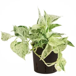 Dehner Hydropflanzen > Efeutute - Scindapsus 'Marble Queen', Hydrokultur