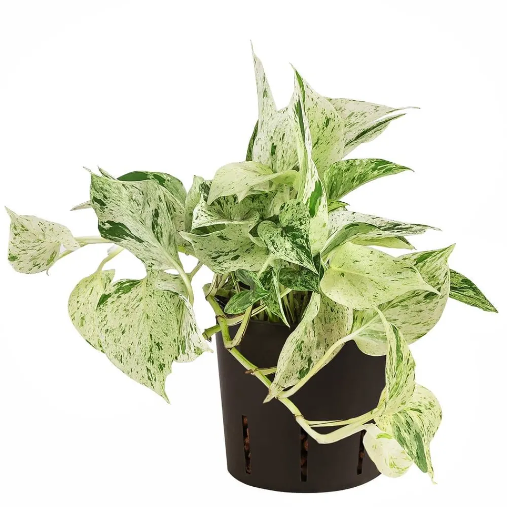 Dehner Hydropflanzen > Efeutute - Scindapsus 'Marble Queen', Hydrokultur