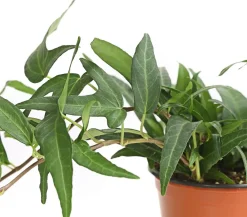 Dehner Efeu, verschiedene Sorten Best
