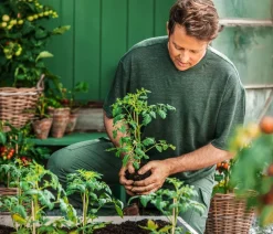 Dehner Auberginen- & Tomatenpflanzen > Eiertomate,