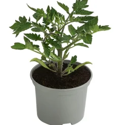 Dehner Auberginen- & Tomatenpflanzen > Eiertomate,