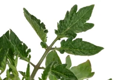 Dehner Auberginen- & Tomatenpflanzen > Eiertomate,